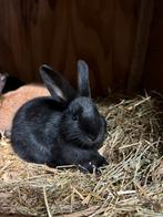 Dwerg konijn jonkies, Dieren en Toebehoren, Konijnen, Mannelijk, Dwerg, 0 tot 2 jaar