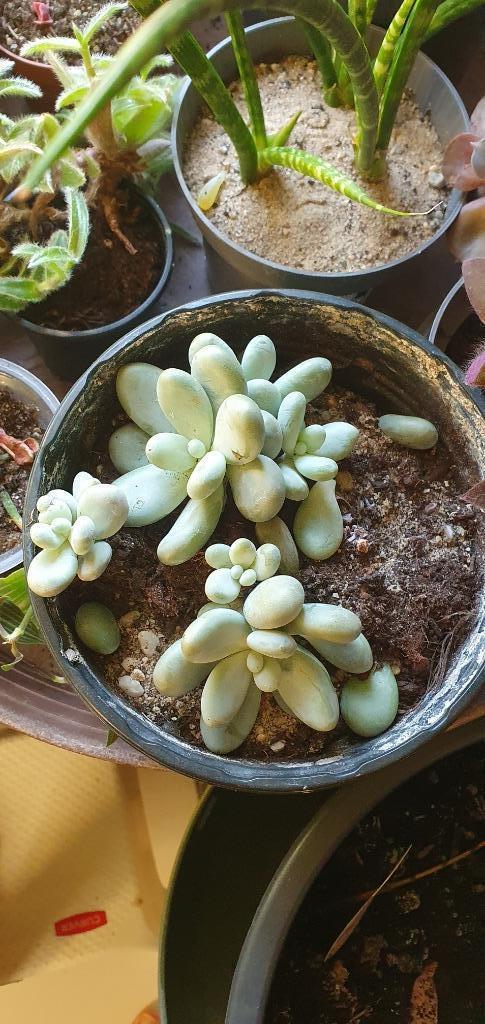 grotere pot pachyphytum oviferum, zo mooi!, Huis en Inrichting, Kamerplanten, Overige soorten, Minder dan 100 cm, Ophalen