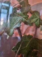 Wandelende tak, Wandelende tak