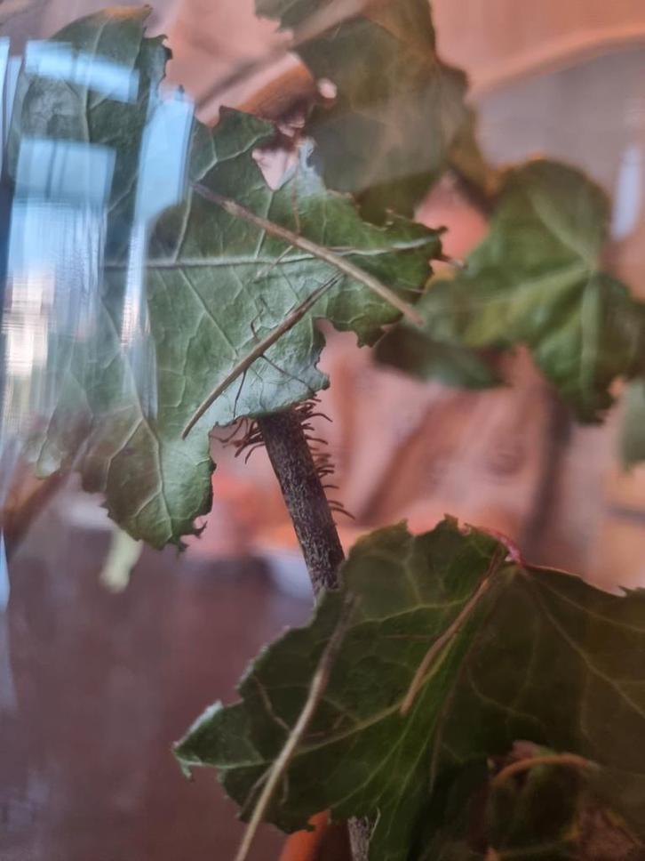 Wandelende tak, Dieren en Toebehoren, Insecten en Spinnen, Wandelende tak