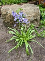 spaanse hyacinth / hyacinthoides hispanica, Ophalen, Zomer, Volle zon