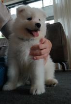 Samojeed teefje, mag weg., Dieren en Toebehoren, Overige rassen, 8 tot 15 weken, Meerdere, Meerdere dieren