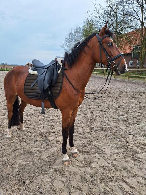 Super lieve 7 jarige d pony merrie, Dieren en Toebehoren, Pony's, Merrie, D pony (1.37m tot 1.48m), Recreatiepony, 7 tot 10 jaar