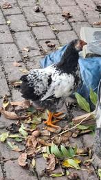 2 jonge Wyandotte haantjes, Dieren en Toebehoren, Pluimvee, Mannelijk, Kip