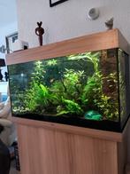 Aquarium, Ophalen, Zo goed als nieuw, Gevuld zoetwateraquarium