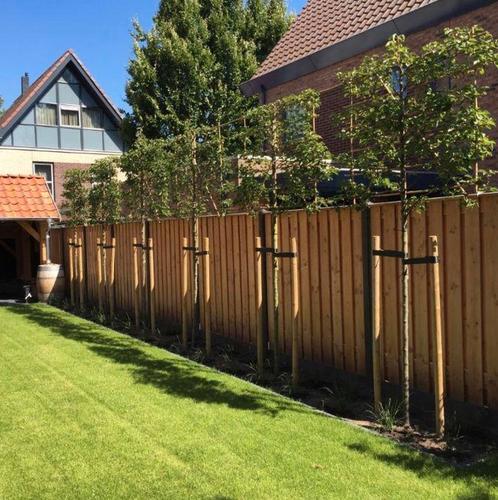 LEIBOMEN ACTIE! leiboom leilinde laurier Olijfwilg steeneik, Tuin en Terras, Planten | Bomen, Overige soorten, Minder dan 100 cm