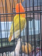 Fischerie licht groene dulit opaline, Dieren en Toebehoren, Dwergpapegaai of Agapornis