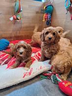 MINI Australian labradoodle pups, Nederland, Overige rassen, 8 tot 15 weken, Meerdere