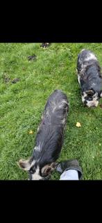 2 stamboek Kune kune varkentjes, Dieren en Toebehoren, Vrouwelijk, Varken, 0 tot 2 jaar