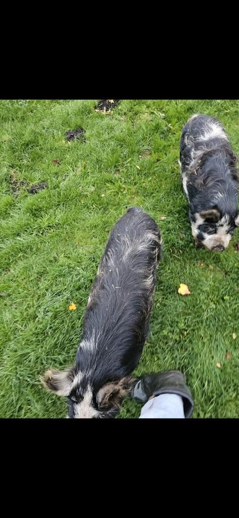 2 stamboek Kune kune varkentjes, Dieren en Toebehoren, Schapen, Geiten en Varkens, Varken, Vrouwelijk, 0 tot 2 jaar
