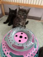 Mooie Maine Coon-kittens, Dieren en Toebehoren, Katten en Kittens | Raskatten | Langhaar, Poes, Gechipt