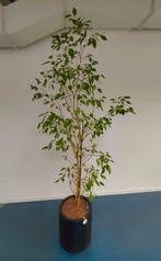 Grote Ficus Benjamina op hydrocultuur - 1x/maand water geven, Huis en Inrichting, Ophalen, Ficus, 200 cm of meer, Halfschaduw