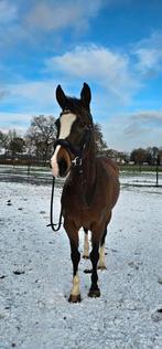 Lieve, betrouwbare merrie Zusje (Hamlet x Lancelot), Dieren en Toebehoren, Merrie, Gechipt, 11 jaar of ouder, Recreatiepaard