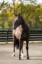 Leuke talentvolle 4 jarige merrie te koop, Dieren en Toebehoren, Paarden, Merrie, Springpaard, B, Gechipt