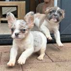 Franse Bulldog pups fluffy 11wkn met garantie, CDV (hondenziekte), Meerdere, Bulldog, 8 tot 15 weken
