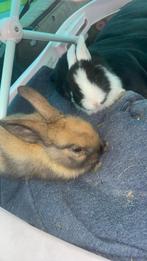 Konijntjes te koop, Vrouwelijk