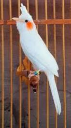 White- bulbul, Ophalen of Verzenden