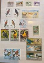 Kaveltje vogels, Ophalen of Verzenden, Dier of Natuur