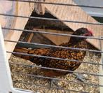 Sebright haan., Dieren en Toebehoren, Pluimvee, Mannelijk, Kip