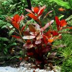 Ludwigia repens diamond red, achtergrond plant, Dieren en Toebehoren, Vissen | Aquaria en Toebehoren, Ophalen of Verzenden, Nieuw