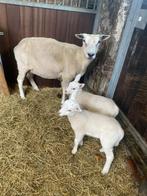 schaap met 2 lam, Dieren en Toebehoren, Schapen, Geiten en Varkens, Vrouwelijk, Schaap, 0 tot 2 jaar