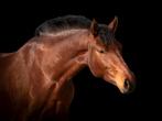 ✨️2 lieve Freiberger merries te koop✨️ – 3 en 7 jaar oud, Dieren en Toebehoren, Paarden, Merrie, Minder dan 160 cm, Gechipt