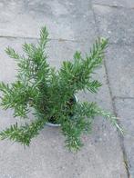 Hang Rozemarijn plantjes, Tuin en Terras, Planten | Tuinplanten, Ophalen, Volle zon, Groenteplanten, Eenjarig