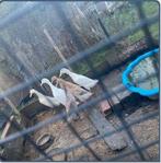 Indische loopeenden, Dieren en Toebehoren, Pluimvee, Mannelijk, Eend