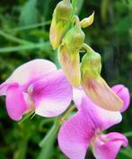 Zaden Lathyrus latifolius, Ophalen of Verzenden, Voorjaar, Volle zon