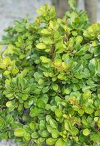 Berberis thunbergii, Groene zuurbes, Haagplant GOEDKOOP!!!, Tuin en Terras, Planten | Struiken en Hagen, Ophalen of Verzenden