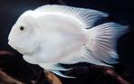 Nieuw binnen!!! Platinum white parrot!!! Maat 3 cm!!!, Vis, Zoetwatervis