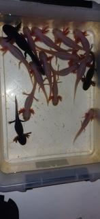 Baby axolotl s, Dieren en Toebehoren, Overige typen, Zoetwatervis