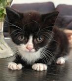 Kittens, Dieren en Toebehoren, Katten en Kittens | Overige Katten, Meerdere dieren