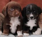 Dorgi pups (Teckel x Corgi), Dieren en Toebehoren, Nederland, 8 tot 15 weken, Meerdere, Meerdere dieren