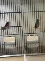 Kapoetsijzen, Meerdere dieren, Tropenvogel, Geringd