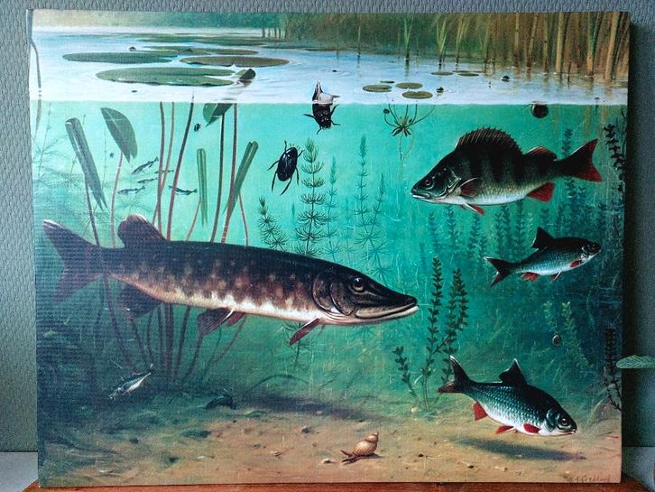 Schoolplaat Koekkoek In sloot en plas 50 x 40 cm Nieuwstaat, Huis en Inrichting, Woonaccessoires | Schilderijen, Tekeningen en Foto's