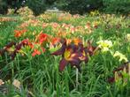 Hemerocallis winterharde vaste plant volle zon zomerbloeier, Overige soorten, Volle zon, Vaste plant, Ophalen of Verzenden