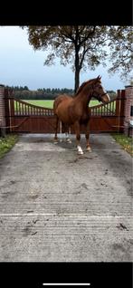 Drachtige spring fokmerrie, Dieren en Toebehoren, Paarden, Merrie, Springpaard, 11 jaar of ouder