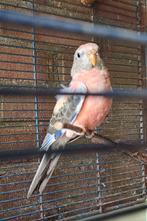 Bourkes parkieten (jong/roze), Dieren en Toebehoren, Vogels | Parkieten en Papegaaien, Geslacht onbekend, Parkiet