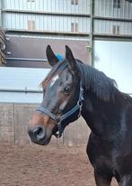 Mooie grote sterk bewegende 3 jr KWPN ruin, allround, Dieren en Toebehoren, Paarden, Gechipt, Ruin, Onbeleerd, 170 tot 175 cm