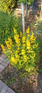 Puntwederik geel, Tuin en Terras, Bloembollen en Zaden, Ophalen of Verzenden, Volle zon, Zaad