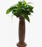 Deco Column Anubias, Ophalen of Verzenden, Zo goed als nieuw, Plant(en), Steen of Hout