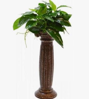Deco Column Anubias beschikbaar voor biedingen
