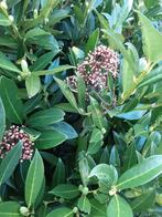 Skimmia groot, Tuin en Terras, Overige soorten, Ophalen of Verzenden