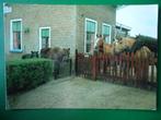 (803) Dierenkaart: PAARDEN, Verzamelen, Ansichtkaarten | Dieren, Verzenden, Ongelopen, Paard