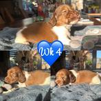 Zeer mooie langharige dwergteckel pups💙💗, België, 8 tot 15 weken, Dwerg, Langhaar