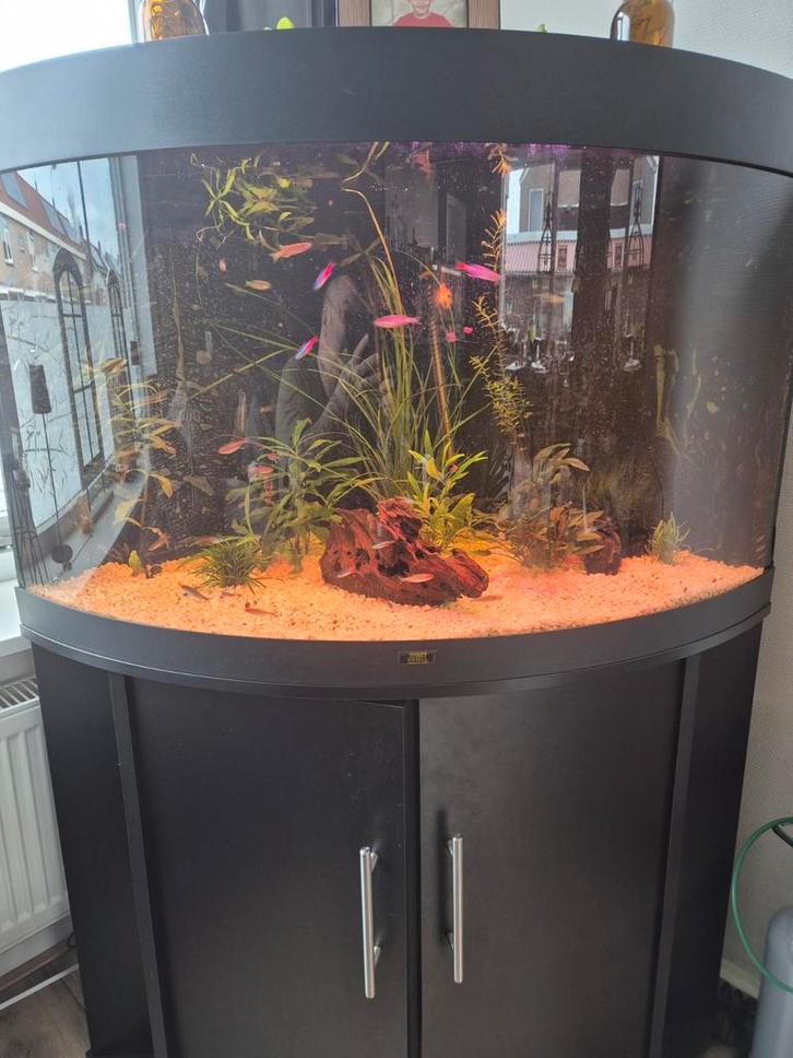 Juwel Trigon 190 LED | 190L | 99 x 70 x 60CM, Dieren en Toebehoren, Vissen | Aquaria en Toebehoren, Gevuld zoetwateraquarium, Ophalen