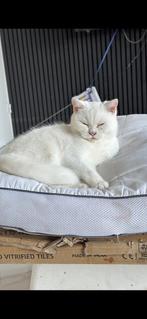 Britse korthaar, Dieren en Toebehoren, Poes