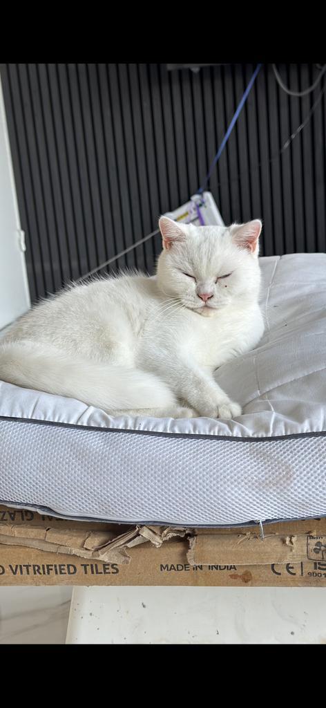 Britse korthaar, Dieren en Toebehoren, Katten en Kittens | Raskatten | Korthaar, Poes