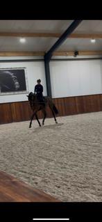 3 jarige Dressurpaard -ruin, Dieren en Toebehoren, Paarden, Ruin, 3 tot 6 jaar